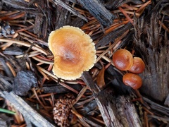 Gymnopus impudicus