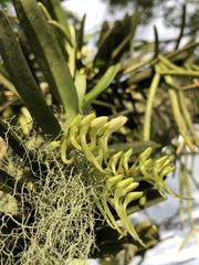 Cyrtorchis