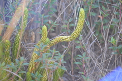 Phlegmariurus saururus