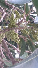 Lepisanthes tetraphylla