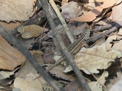 Sceloporus aeneus