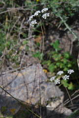 Scaligeria napiformis