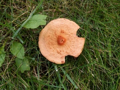 Lactarius areolatus