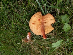 Lactarius areolatus