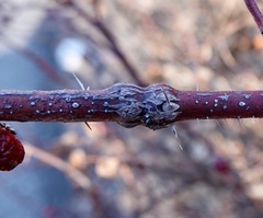 Agrilus cuprescens