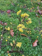 Cornus