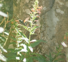 Saucerottia beryllina