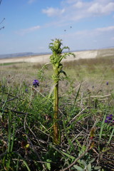 Trinia glauca