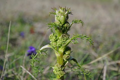 Trinia glauca