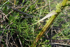 Trinia glauca