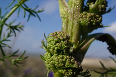 Trinia glauca