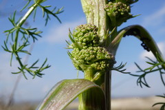 Trinia glauca