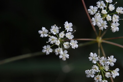Scaligeria napiformis