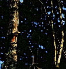 Xiphorhynchus flavigaster