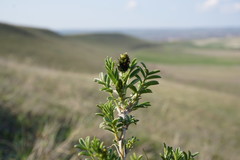 Astragalus glaucus