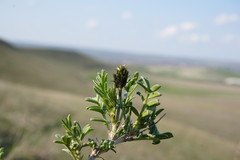 Astragalus glaucus