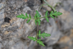 Scaligeria napiformis
