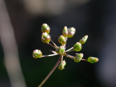 Scaligeria napiformis