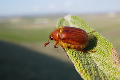 Holochelus