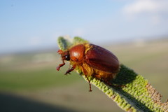 Holochelus
