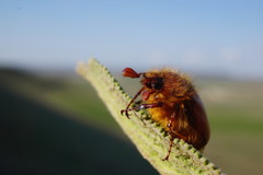 Holochelus