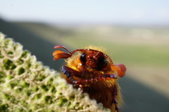 Holochelus