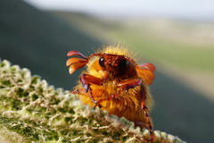 Holochelus
