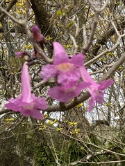 Podranea ricasoliana