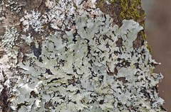 Parmotrema subisidiosum