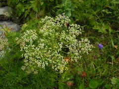 Seseli austriacum