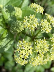 Smyrnium olusatrum
