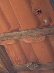 Nephilingis cruentata