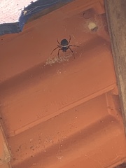 Nephilingis cruentata