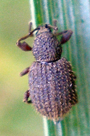 Otiorhynchus erinaceus