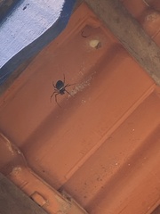 Nephilingis cruentata