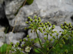 Seseli austriacum