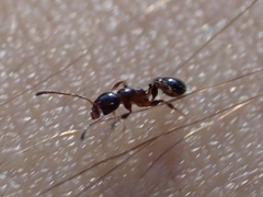 Temnothorax pergandei