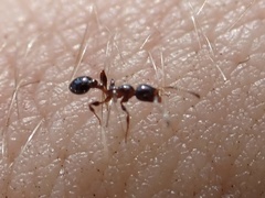 Temnothorax pergandei