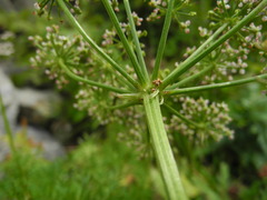 Seseli austriacum