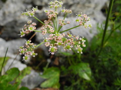 Seseli austriacum