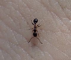 Temnothorax pergandei