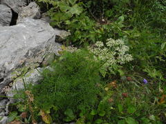 Seseli austriacum