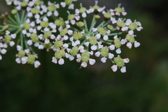 Seseli austriacum