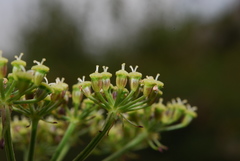Seseli austriacum