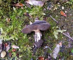 Helvella solitaria