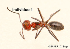 Dorymyrmex tener