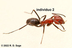 Dorymyrmex tener