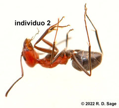 Dorymyrmex tener