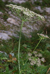 Seseli austriacum