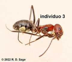 Dorymyrmex tener